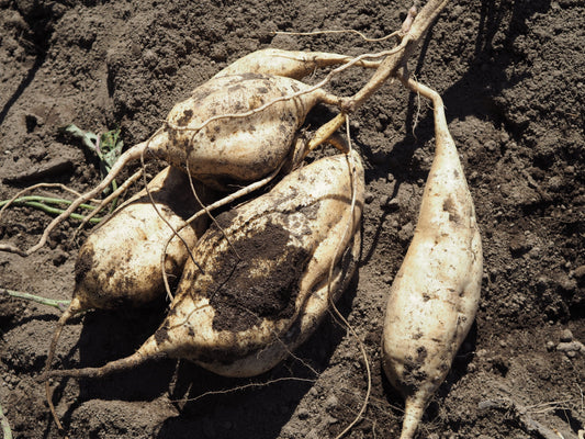 鹿児島県いちき串木野市で天狗櫻を造る白石酒造さんに今年もお手伝いに行ってきました！
